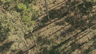 FrolicMe - Nikky Dream - Wild Bush | PornMedium.com